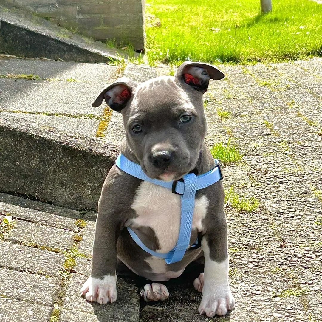 Adorable Staffie ready for a home