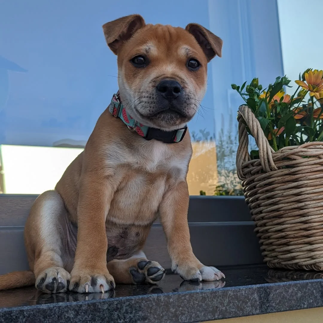 Happy Staffie family