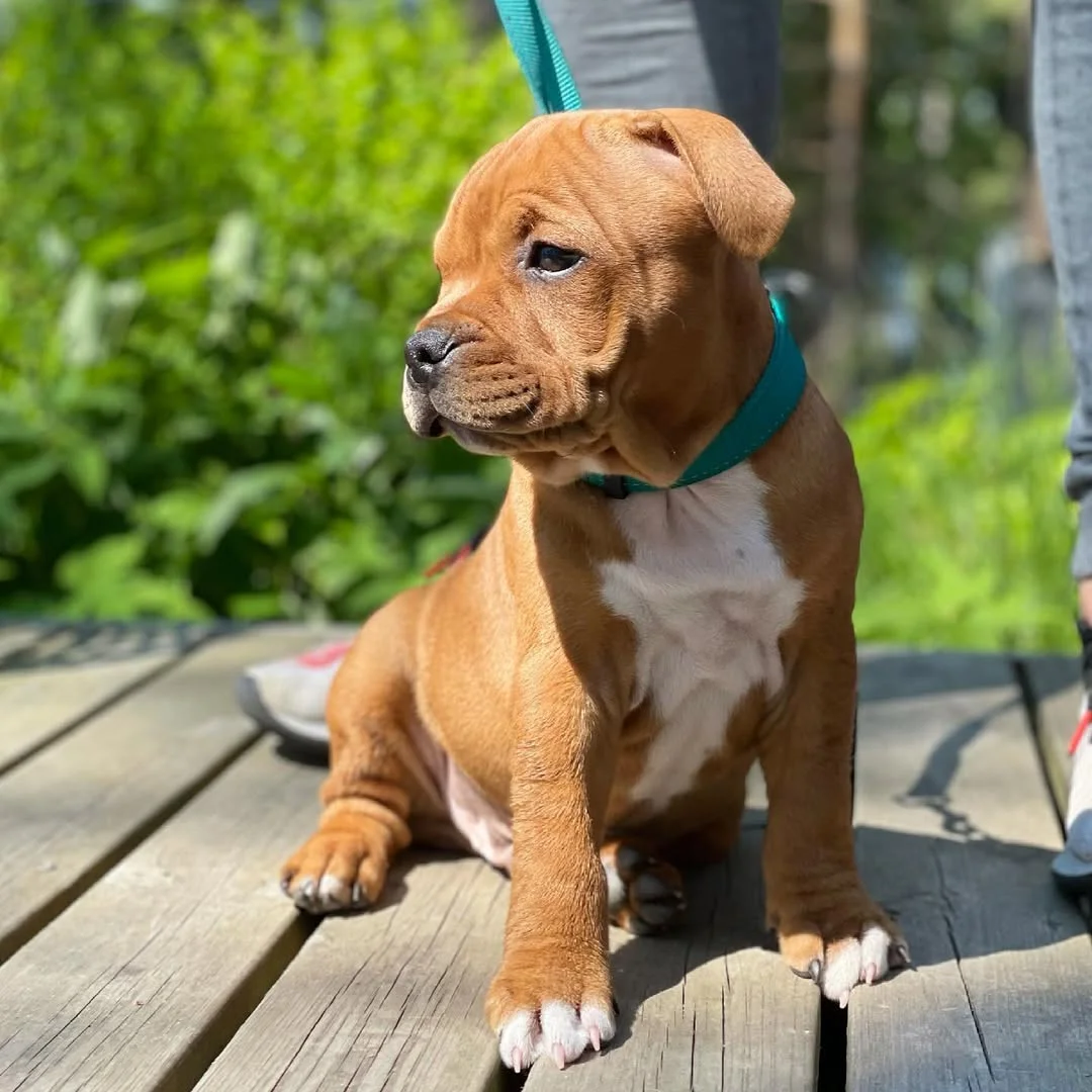 Happy Staffie family
