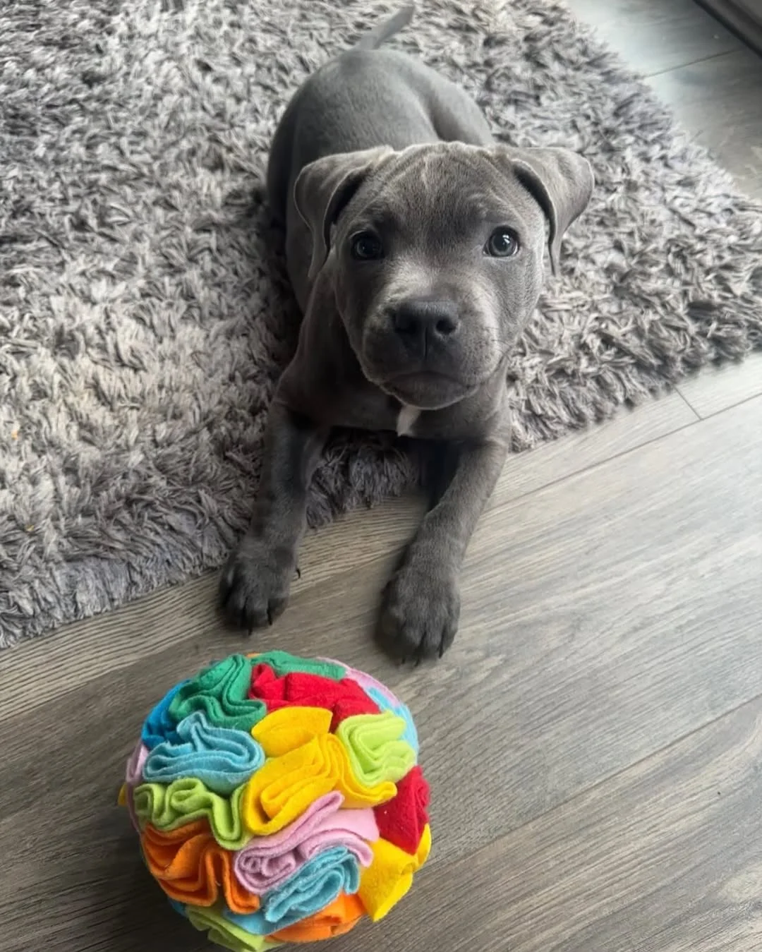 Happy Staffie family
