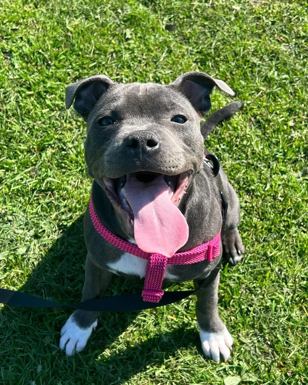 Beautiful Staffie from Michael Paws