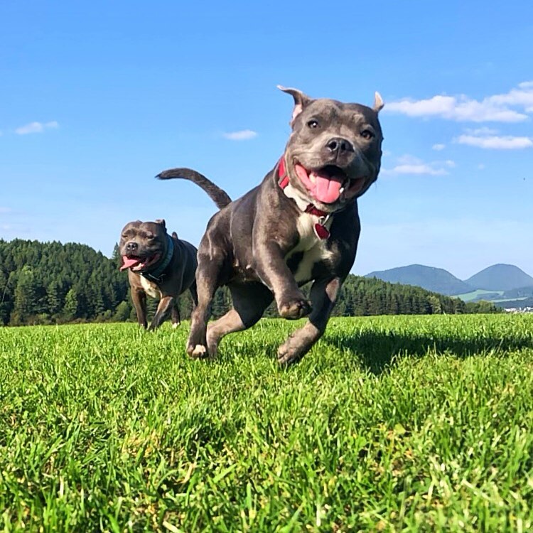 Staffordshire Bull Terrier puppy