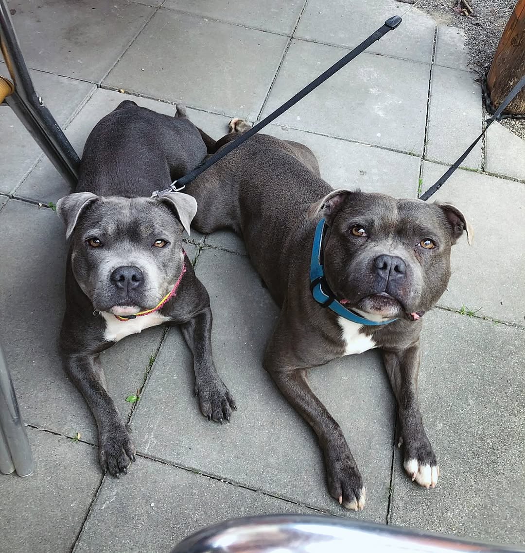 Sweet Staffie companion