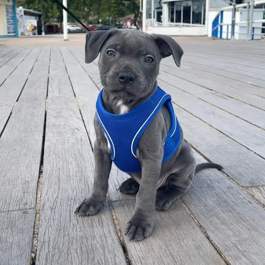 Sweet Staffie companion