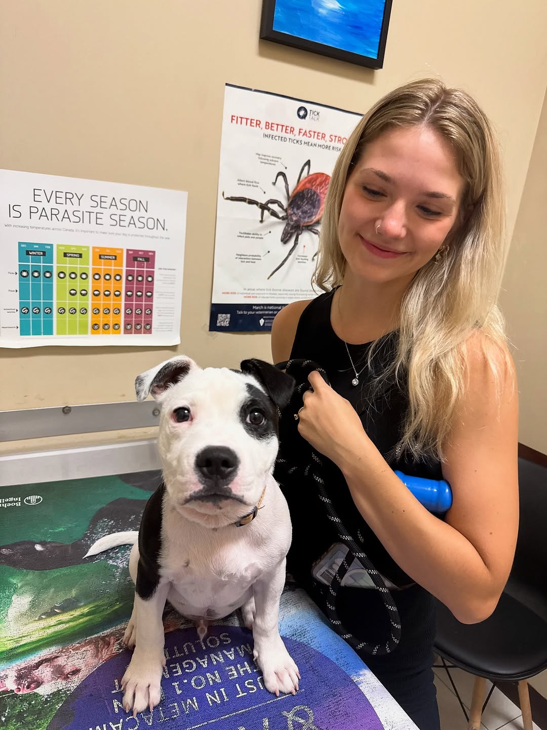 Happy Staffie family