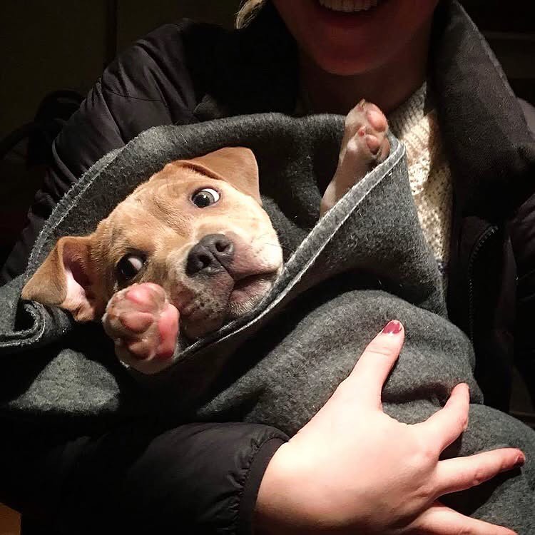 Happy Staffie family