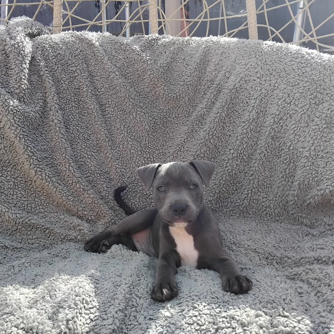 Staffordshire Bull Terrier puppy
